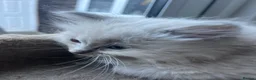 Ragdoll cats for sale: Gorgeous Tica ragdoll kittens  - Advert 3