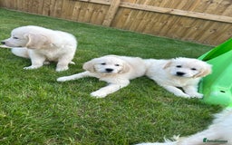 Golden Retriever dogs for sale: Golden retriever puppies  - Image 6
