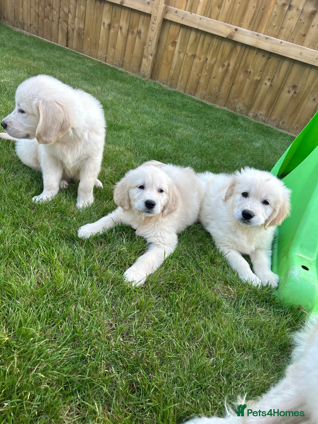 Golden Retriever dogs for sale: Golden retriever puppies  - Image 6