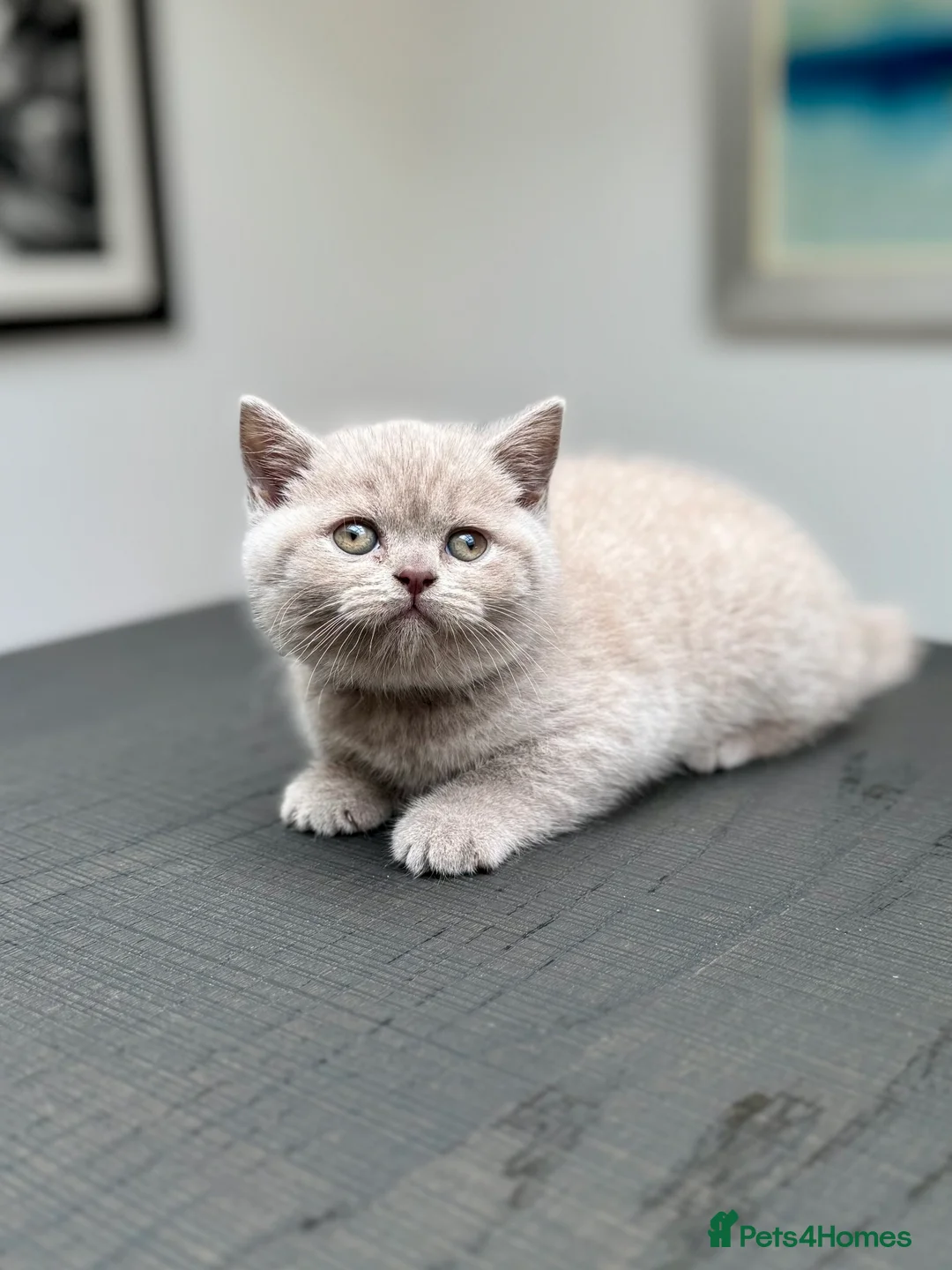 British Shorthair cats for sale: Stunning Pedigree British Shorthair Kittens - Advert 7