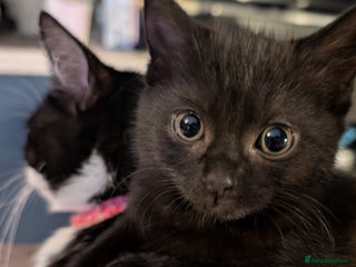 British Shorthair cats 2 black female cats - Advert 6