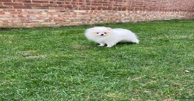 Pomeranian dogs - Advert 8