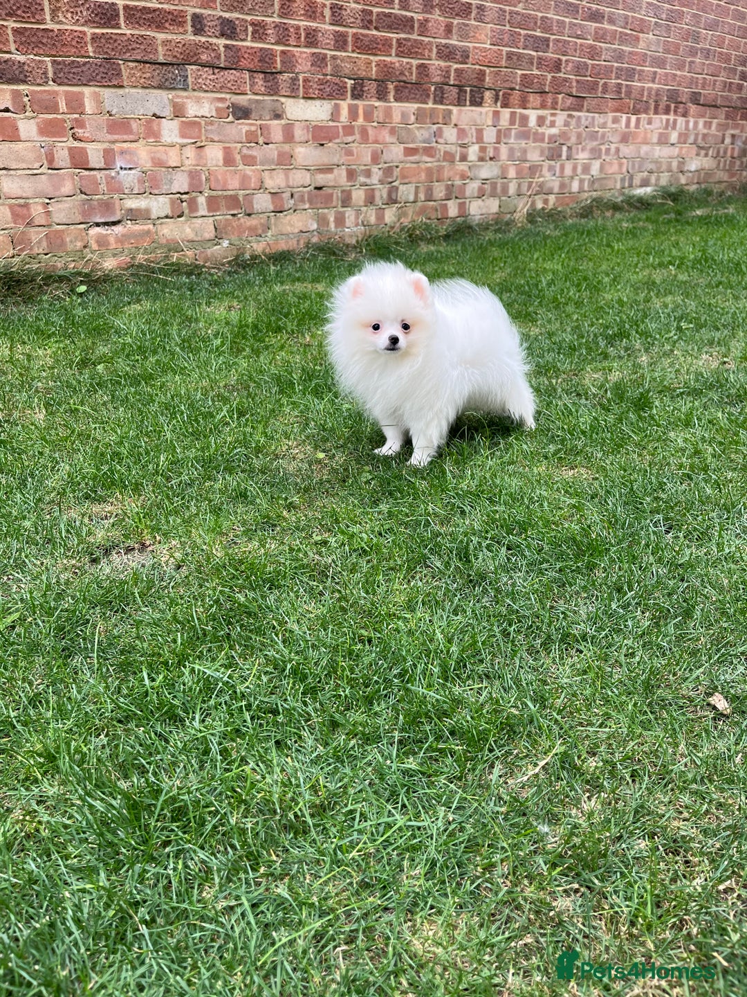 Pomeranian dogs for sale: ❤️‍🔥Very Small Ice White Quality Girl - Image 3
