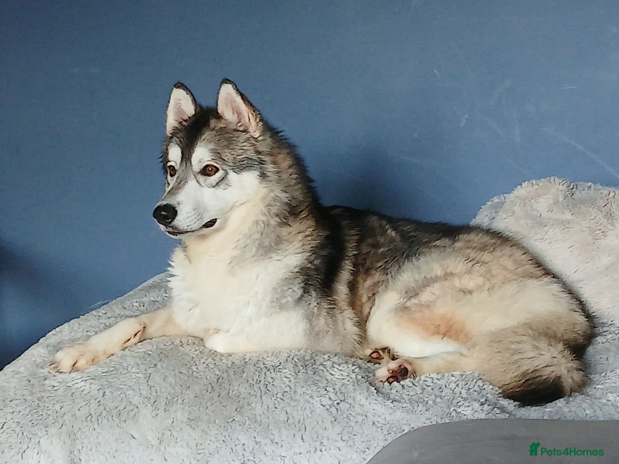 Siberian Husky dogs Astrid (female husky) - Advert 4