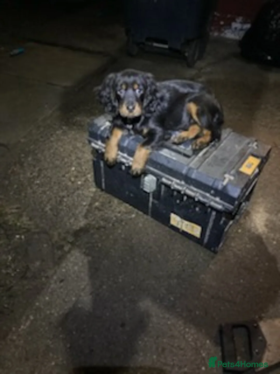 Cockalier dogs for sale: Poppy  - Advert 2