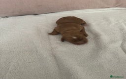 Cocker Spaniel dogs for sale: Cocker spaniel Puppies  - Advert 2