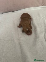 Cocker Spaniel dogs - Advert 16