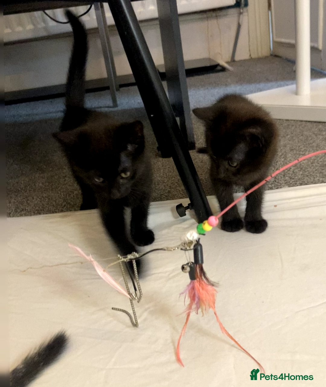 European cats for sale: Four Gorgeous Kittens Looking for Forever Homes - Image 7