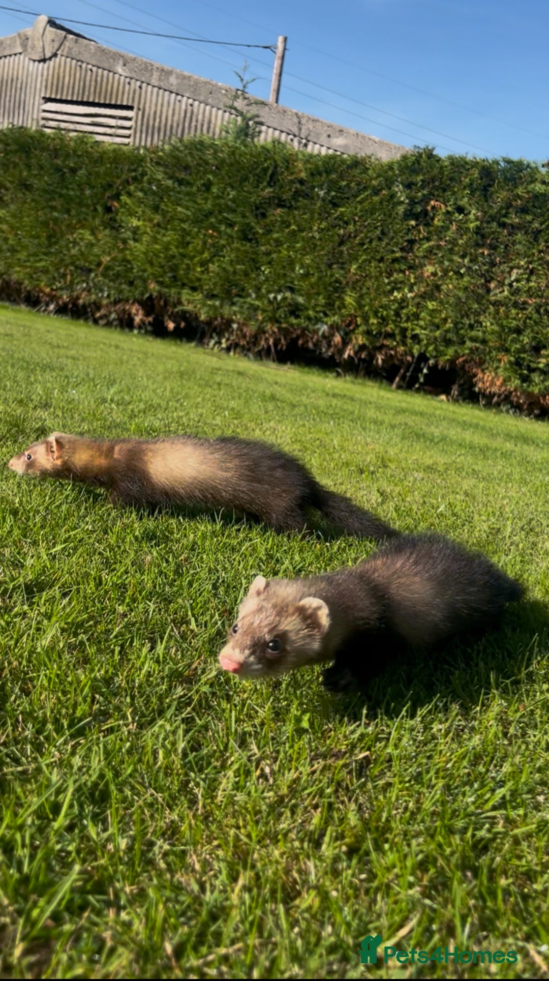 Ferret rodents for sale: 3 jill ferrets - Image 3