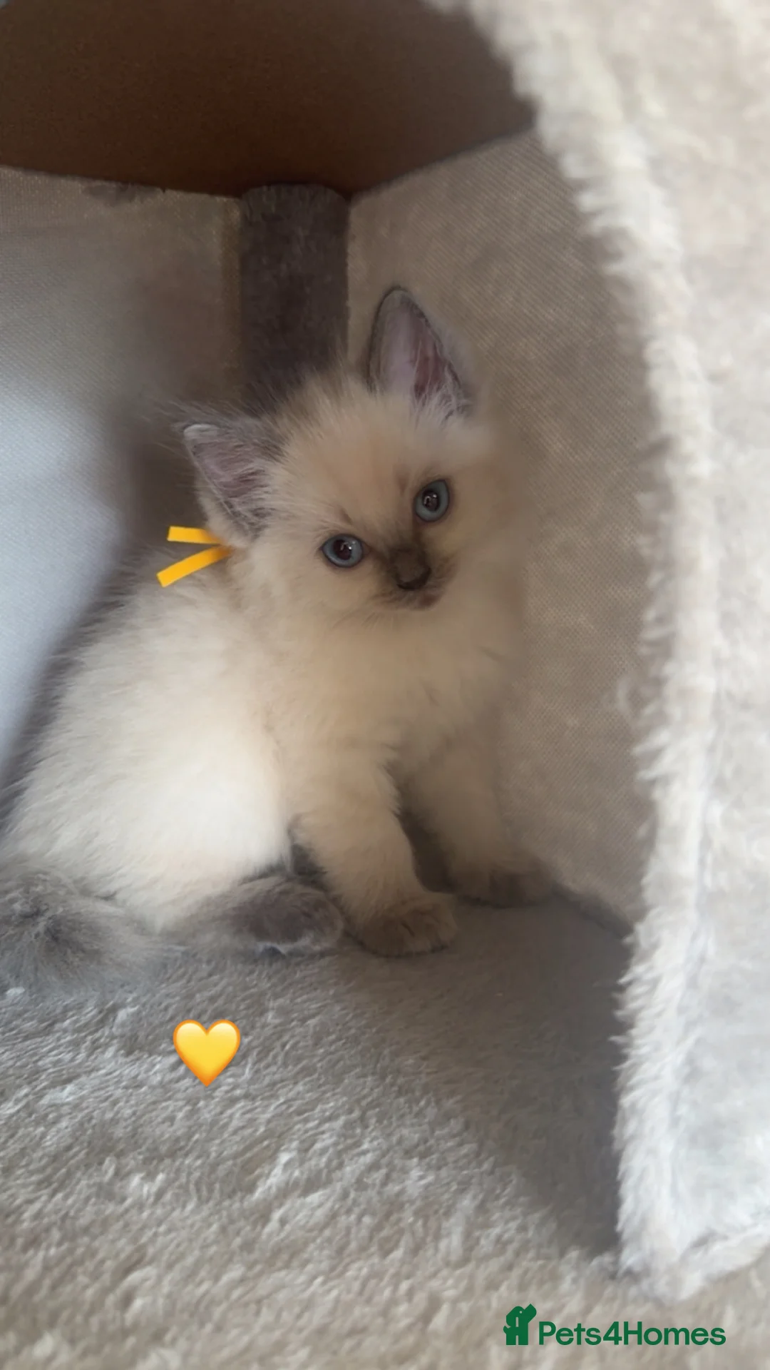 Ragdoll cats for sale: GCCF Blue pointed Ragdoll Kittens - Advert 1