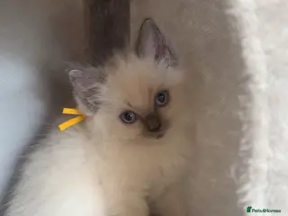 Ragdoll cats GCCF Blue pointed Ragdoll Kittens - Advert 8