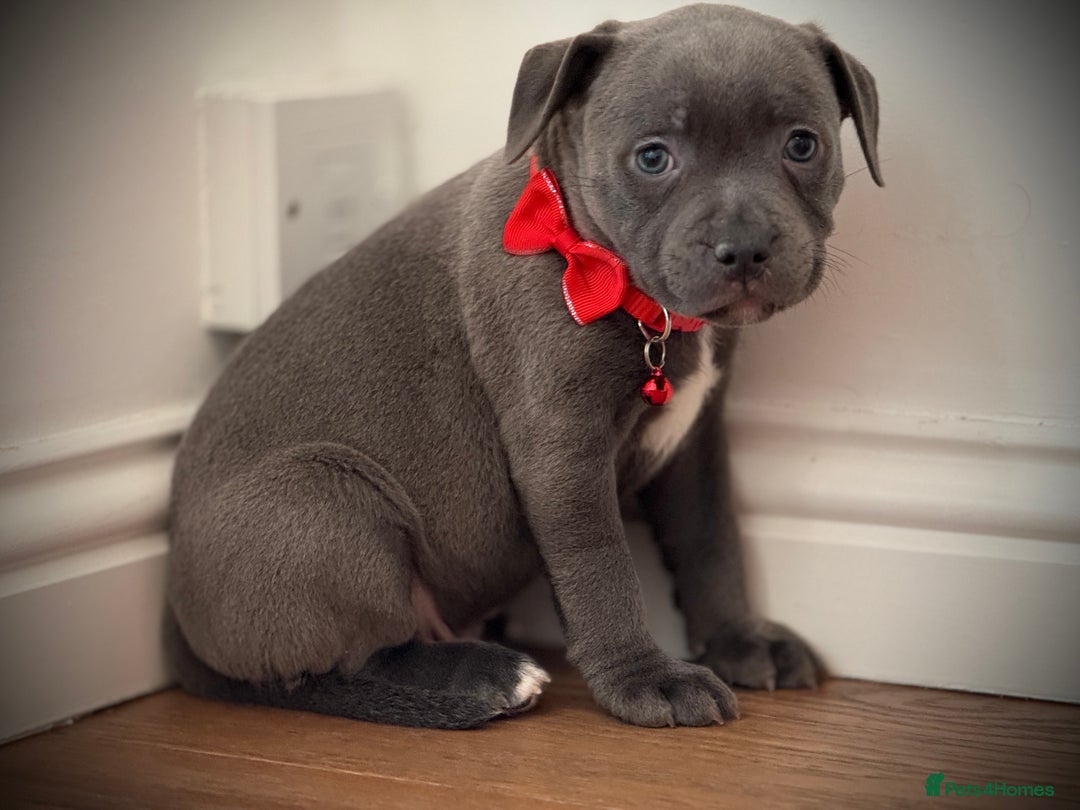 Staffordshire Bull Terrier dogs for sale: Ready for Their Forever Homes Now - Image 17