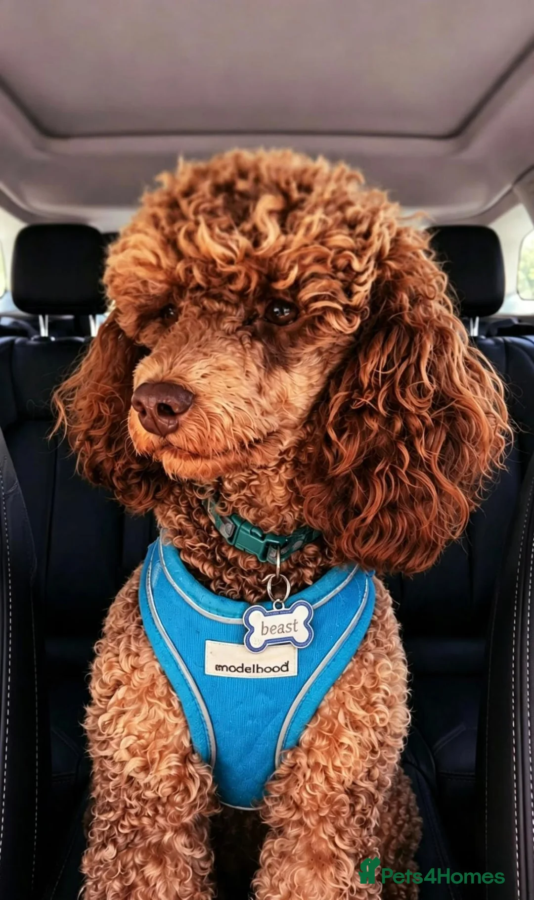 Toy Poodle dogs for stud: Toy poodle for stud Artificial insemination only  - Advert 2