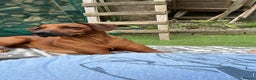 Rhodesian Ridgeback dogs for sale: Beautiful Rhodesian Ridgeback pups - Advert 9