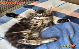 Maine Coon cats for sale: Beautiful Pedigree Maine Coon Kittens – Ready Soon - Image 3