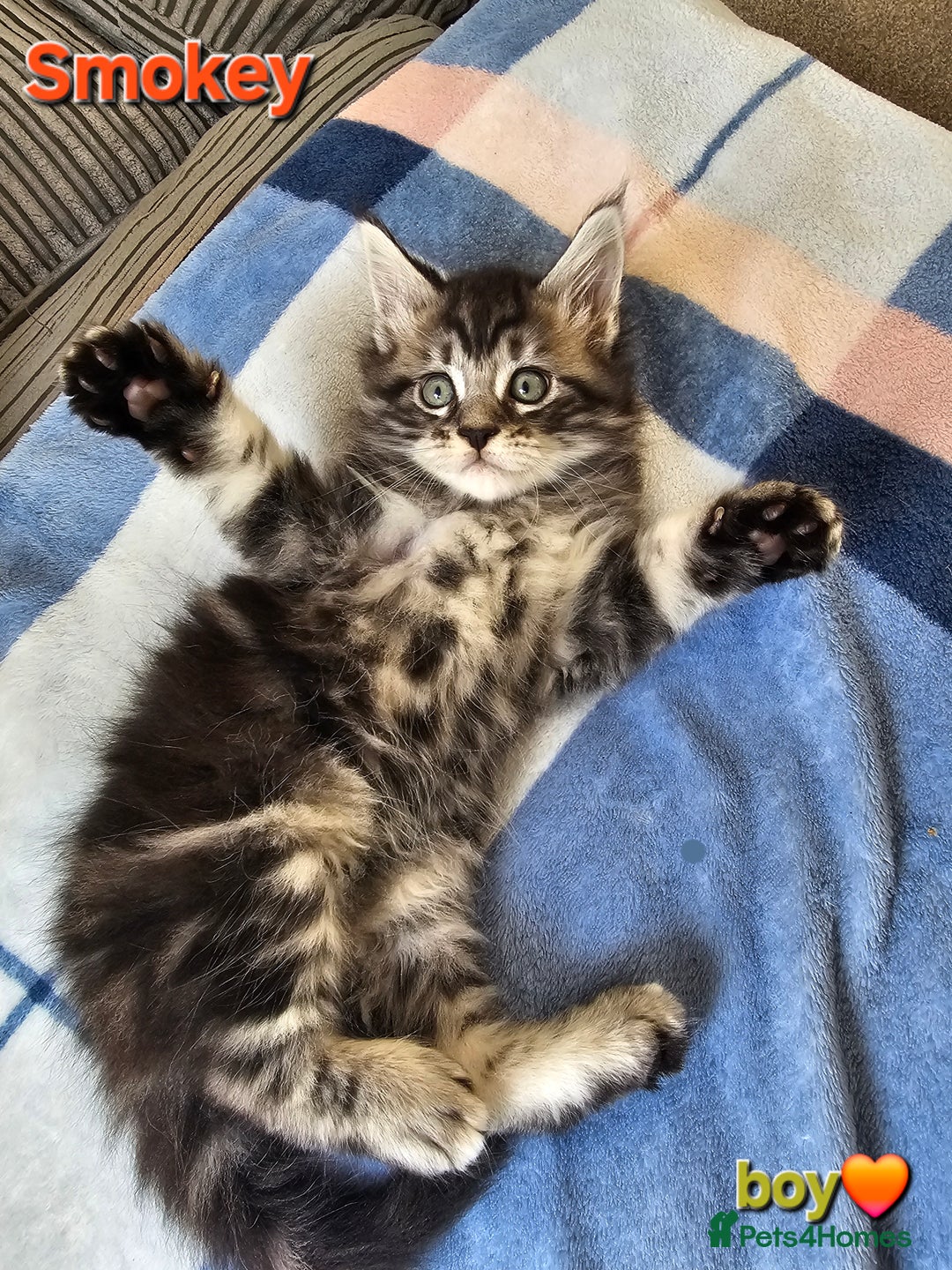 Maine Coon cats for sale: Beautiful Pedigree Maine Coon Kittens – Ready Soon - Image 3