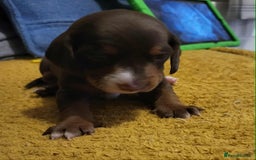 Mixed Breed dogs for sale: Dachschund x doxipoo puppies - Image 18
