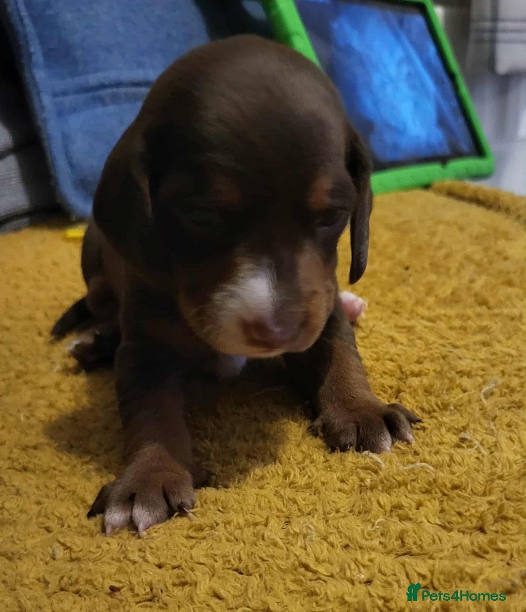 Mixed Breed dogs for sale: Dachschund x doxipoo puppies - Image 18