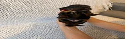 Cocker Spaniel dogs for sale: Outstanding Quality Puppies- Cocker Spaniel  in Slough - Advert 8