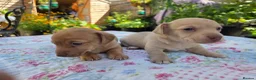 Jackshund dogs for sale: miniture jackadash - Advert 4
