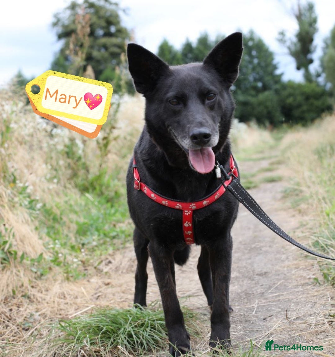 Mixed Breed dogs for adoption: 💖🐶 MARY 🐶💖 - Image 1