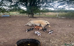 Pig livestock for sale: Kune Kune Piglets - Image 3