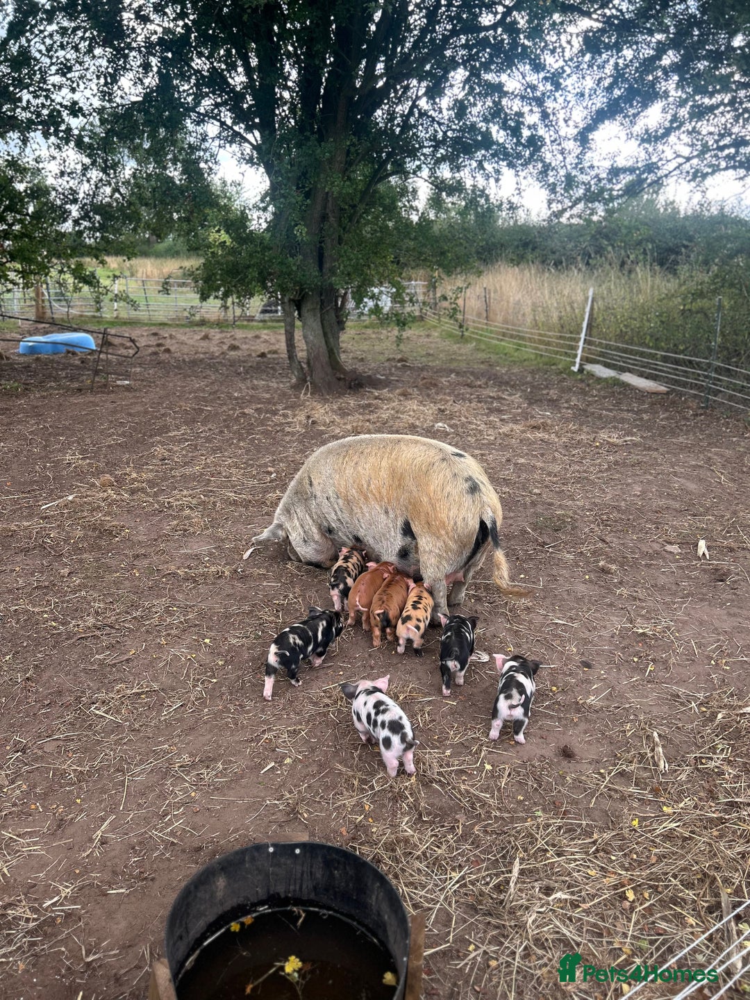 Pig livestock for sale: Kune Kune Piglets - Image 3