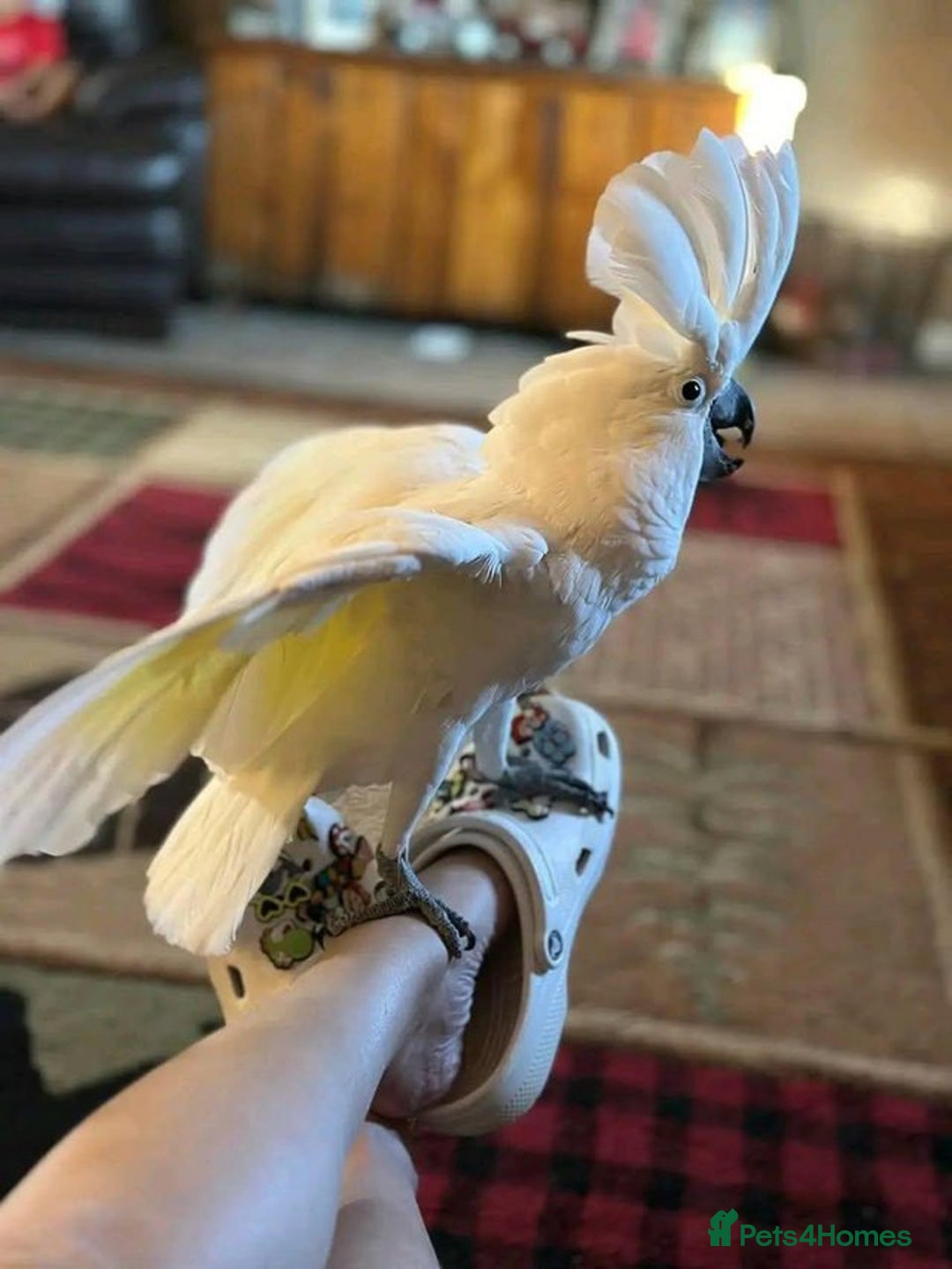 Cockatoo birds for sale: Hand-Reared Tame Umbrella Cockatoo Parrot  - Image 2