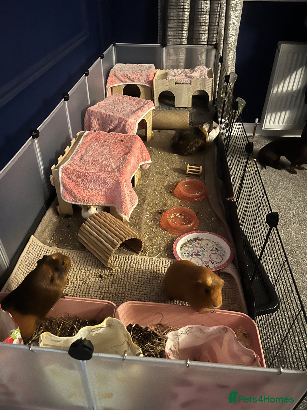 Guinea Pig rodents for sale: Female guinea pig for sale - Advert 6