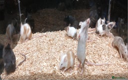Mouse rodents for sale: Baby Fancy Coloured Mice  - Image 10