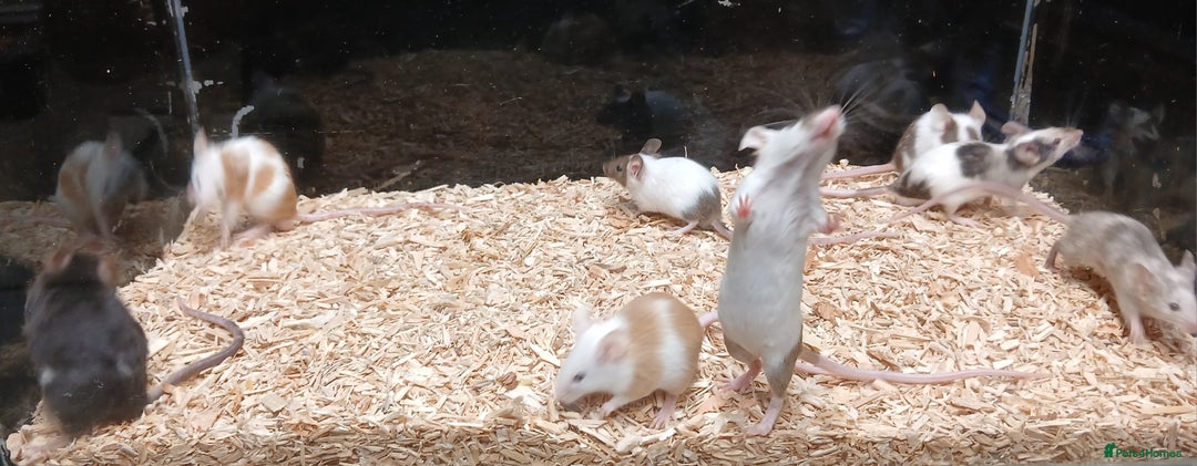 Mouse rodents for sale: Baby Fancy Coloured Mice  - Image 10