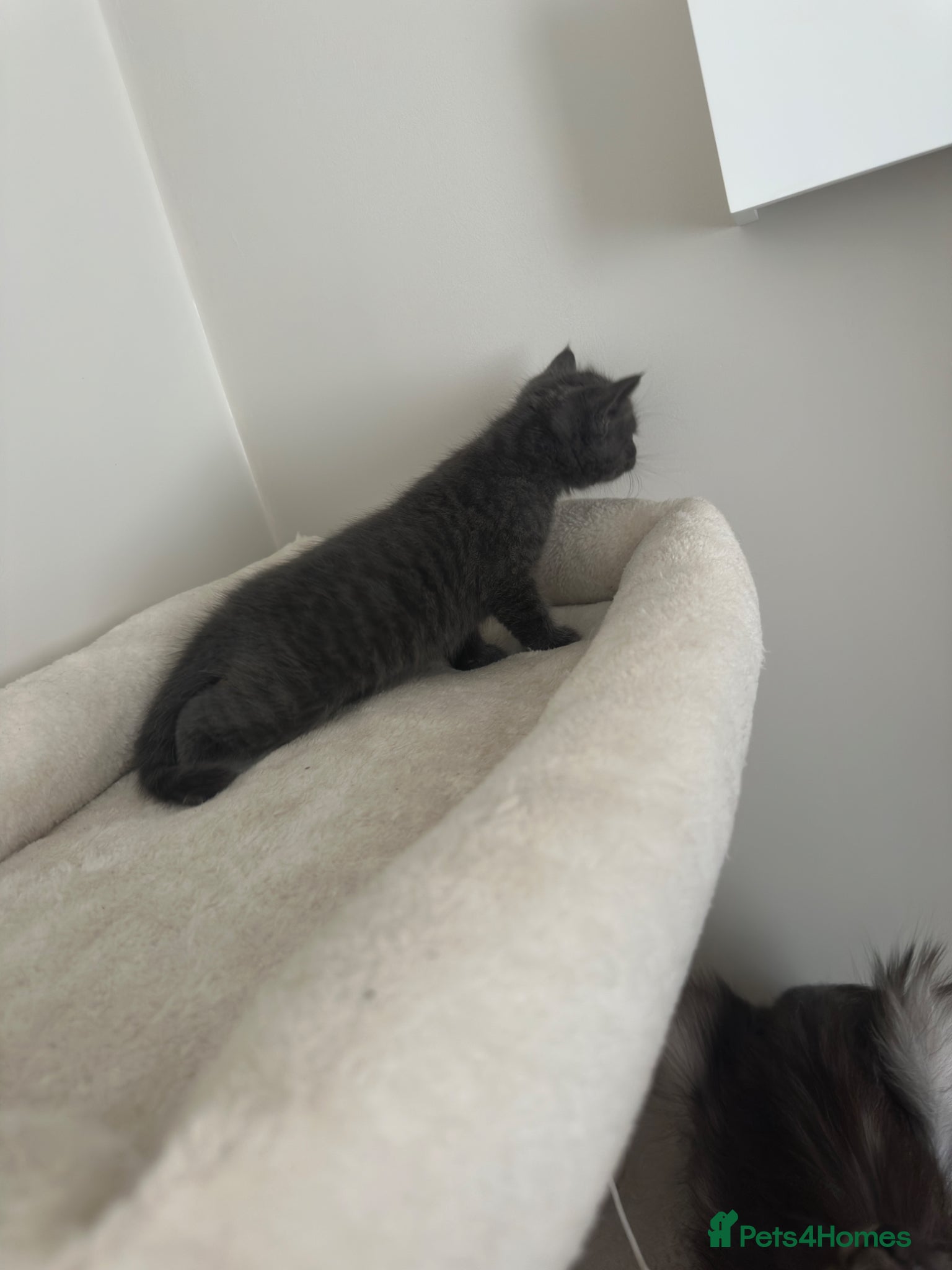 Mixed Breed Kitten 6