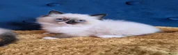 Ragdoll cats for sale: Registered Ragdoll Kittens  - Advert 25