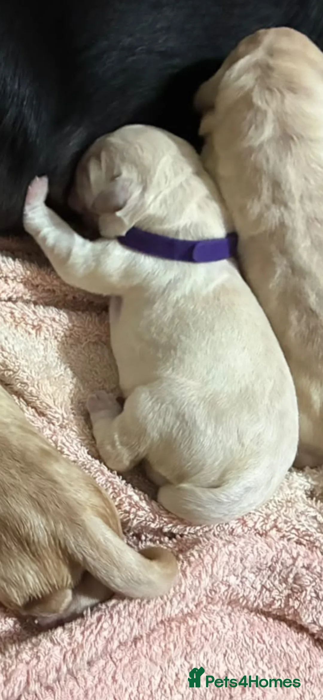 Labrador Retriever dogs for sale: 🐾 GORGEOUS LABRADOR PUPPIES – BORN 25TH SEPTEMBER - Advert 21