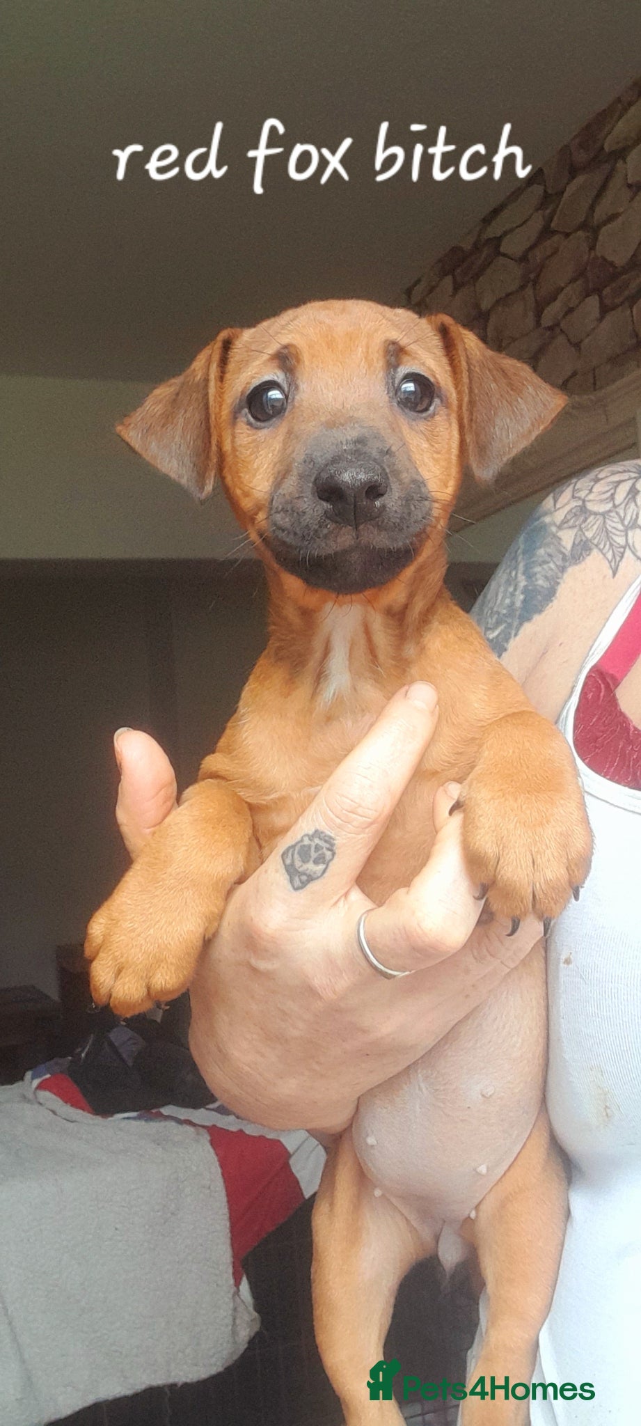 Mixed Breed dogs for sale: Lakeland x patterdale  - Advert 7