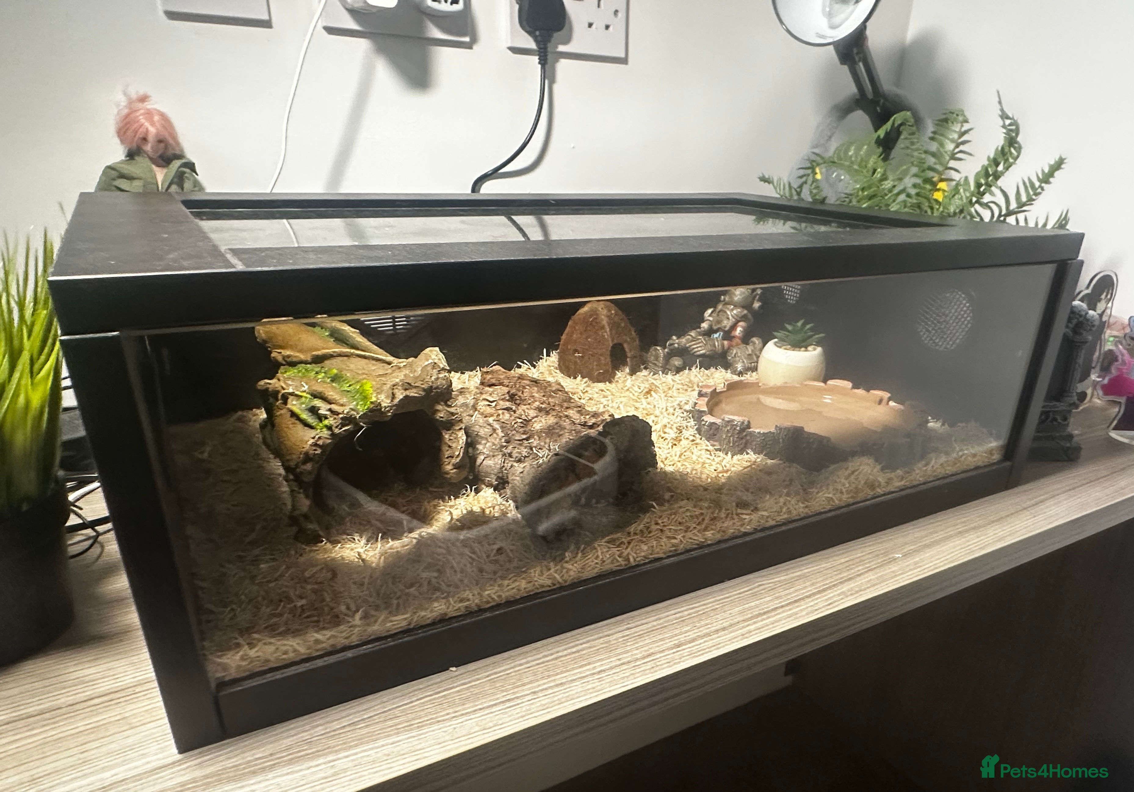 Snake reptiles California Kingsnake  + Full Setup – £220 in Middlesbrough - Advert 1