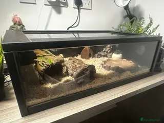 Snake reptiles California Kingsnake + Full Setup – £220 in Middlesbrough - Advert 1