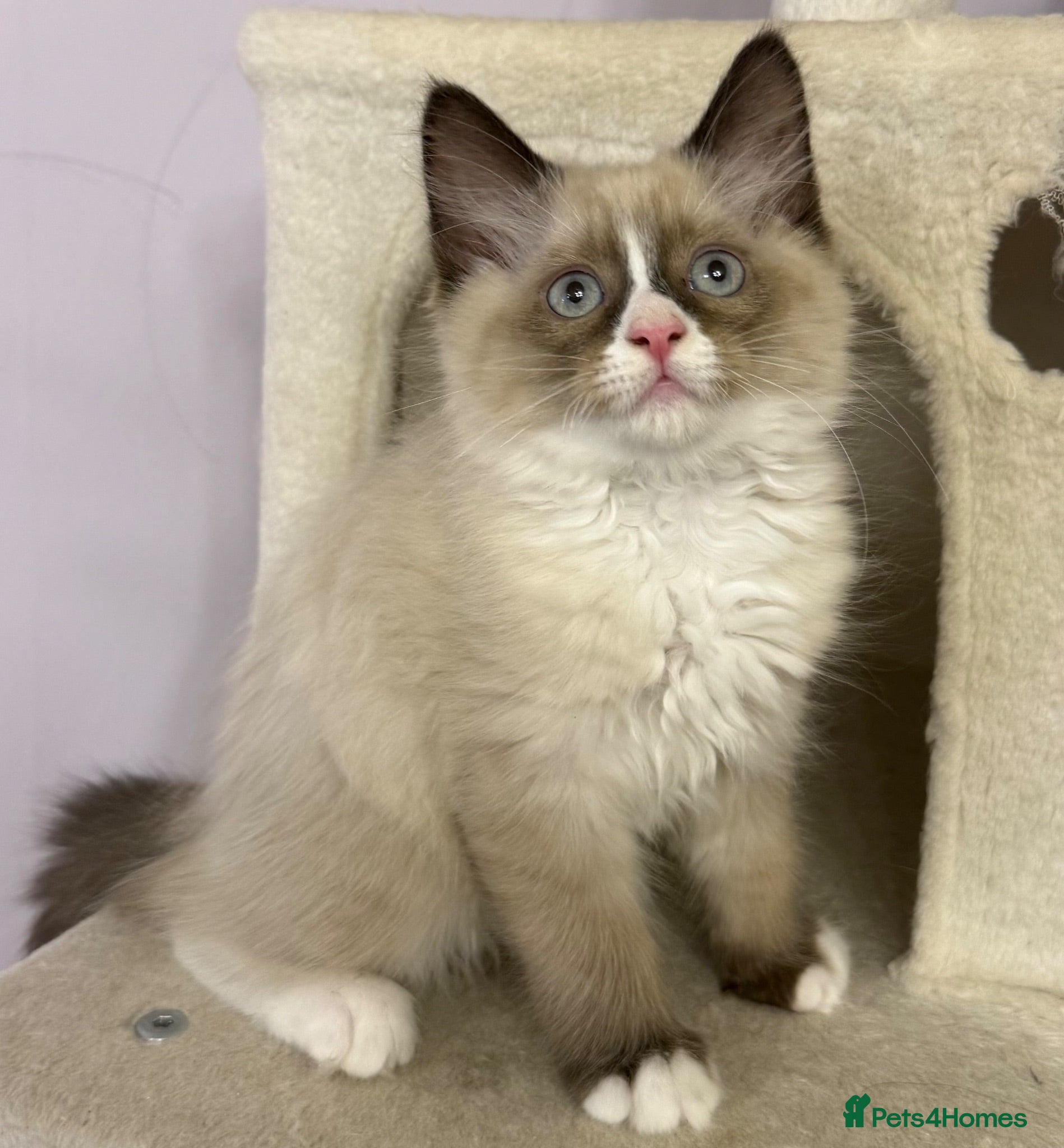 Ragdoll cats 💙 Stunning Purebred Ragdoll kittens  - Advert 1