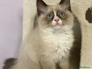 Ragdoll cats 💙 Stunning Purebred Ragdoll kittens - Advert 1