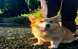 Welsh Corgi Pembroke dogs for stud: Stocky Red & White Stud Open to All Ladies! - Advert 2