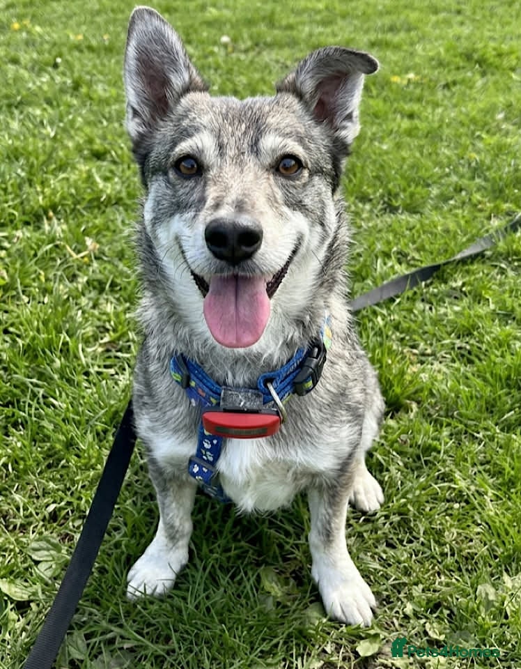 Mixed Breed dogs Cody – Small/Medium, 4.5 Years Old  - Advert 1