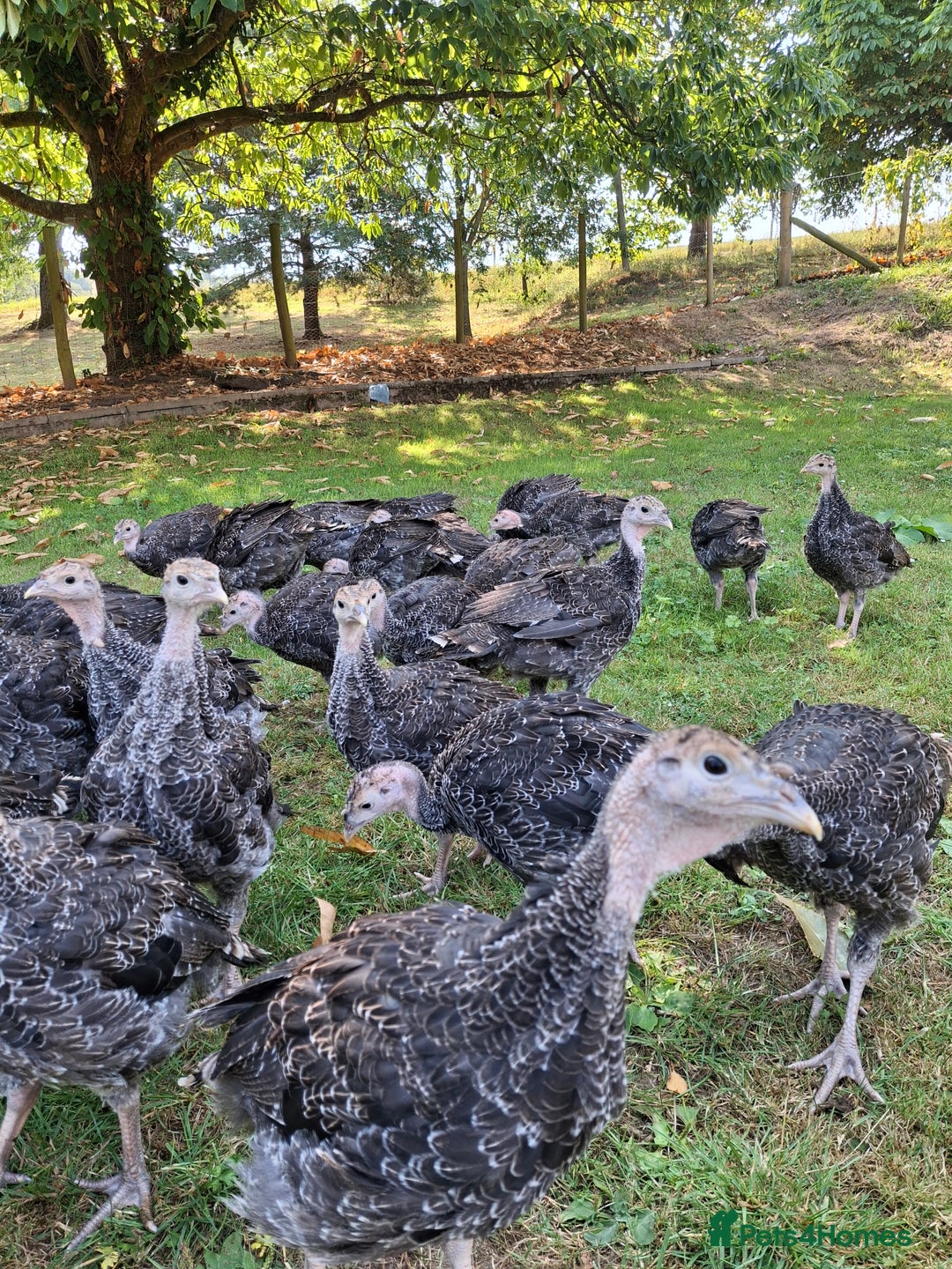 Turkeys poultry for sale: Bronze double breasted turkey poults  - Image 2