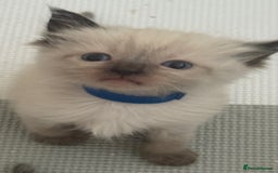 Ragdoll cats for sale: 6 adorable ragdoll kittens 🩷🩵 - Image 3