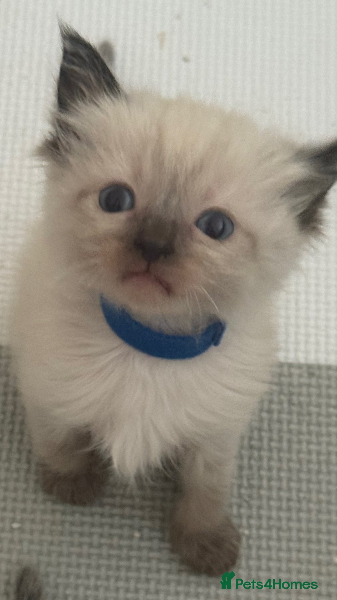 Ragdoll cats for sale: 6 adorable ragdoll kittens 🩷🩵 - Image 3