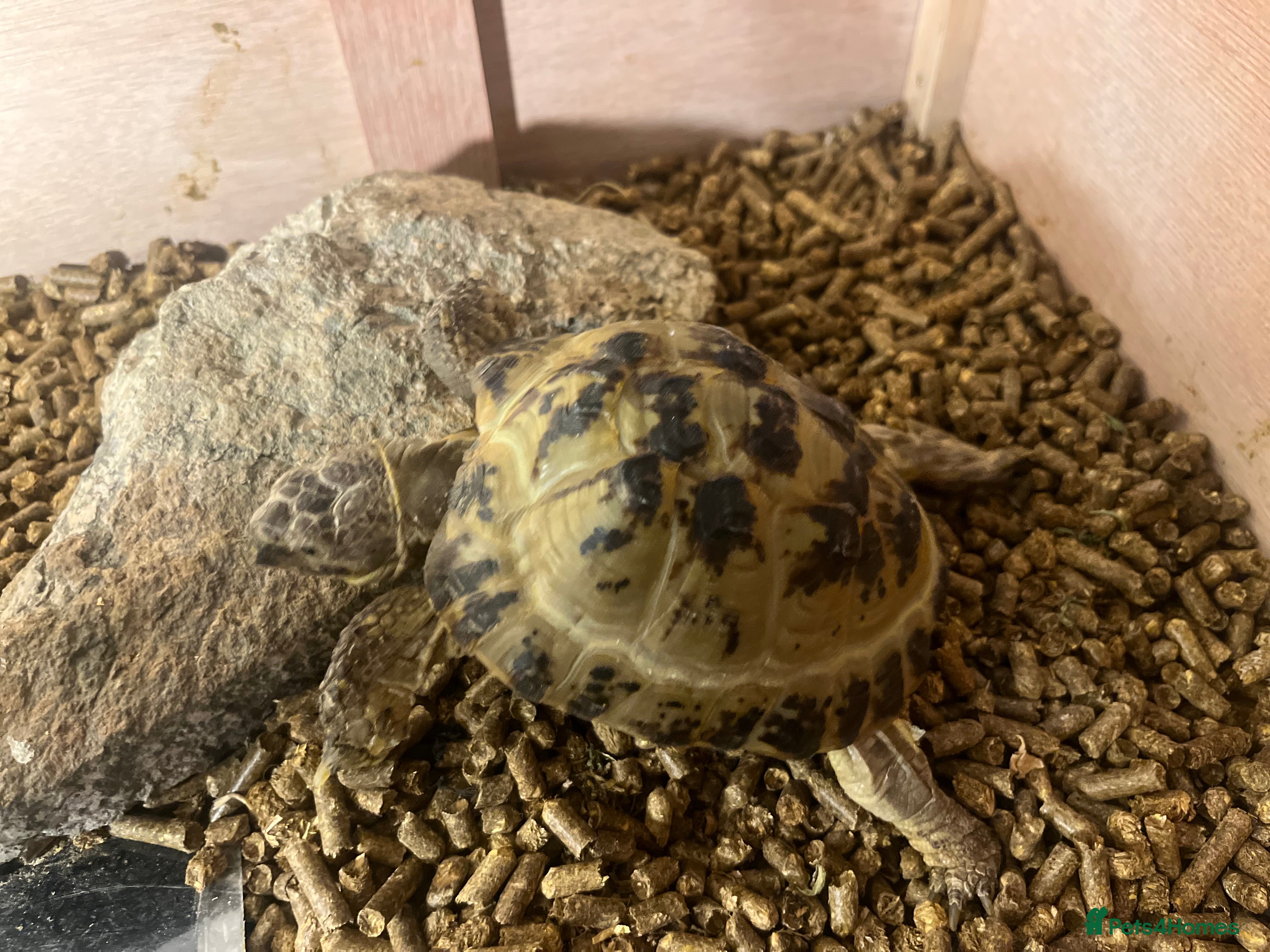 Tortoise reptiles Horsefield Tortoise 🐢  - Advert 1