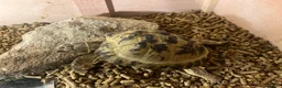 Tortoise reptiles for sale: Horsefield Tortoise 🐢  - Advert 1
