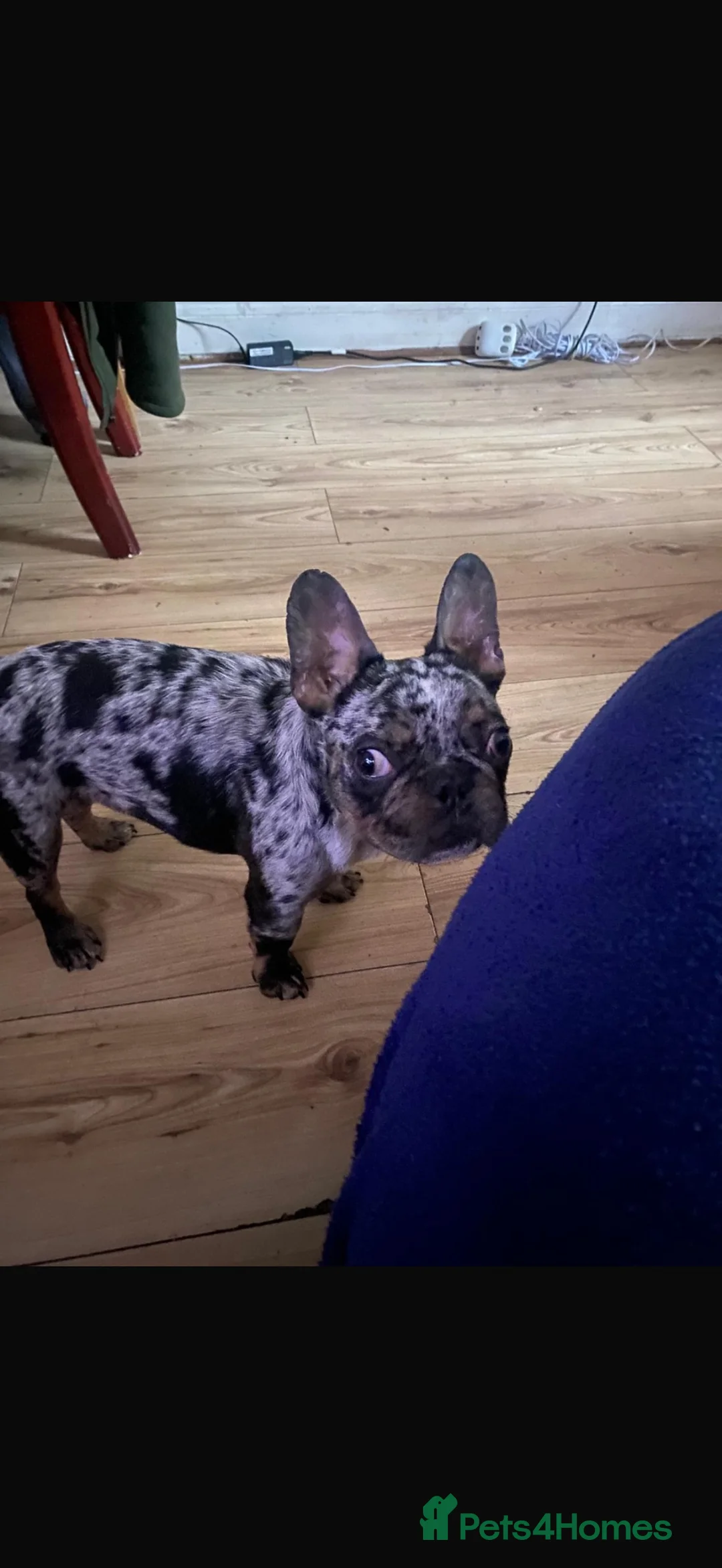French Bulldog dogs for sale: Loving 4-Year-Old Male French Bulldog in London - Advert 9