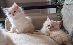 Maine Coon cats for sale: Maine Coon Kittens - Image 1