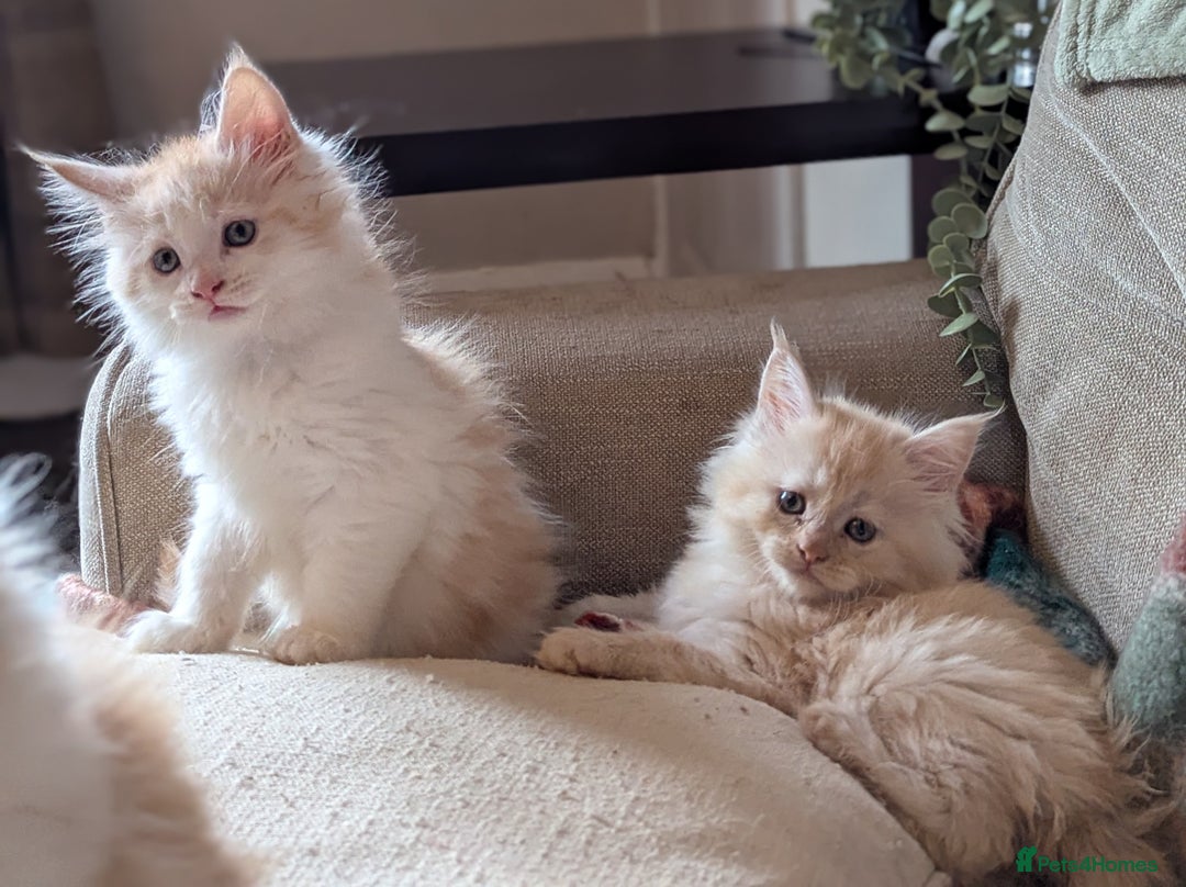 Maine Coon cats for sale: Maine Coon Kittens - Image 1