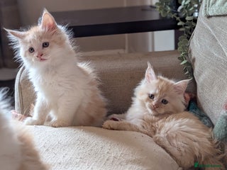 Maine Coon cats - Advert 7
